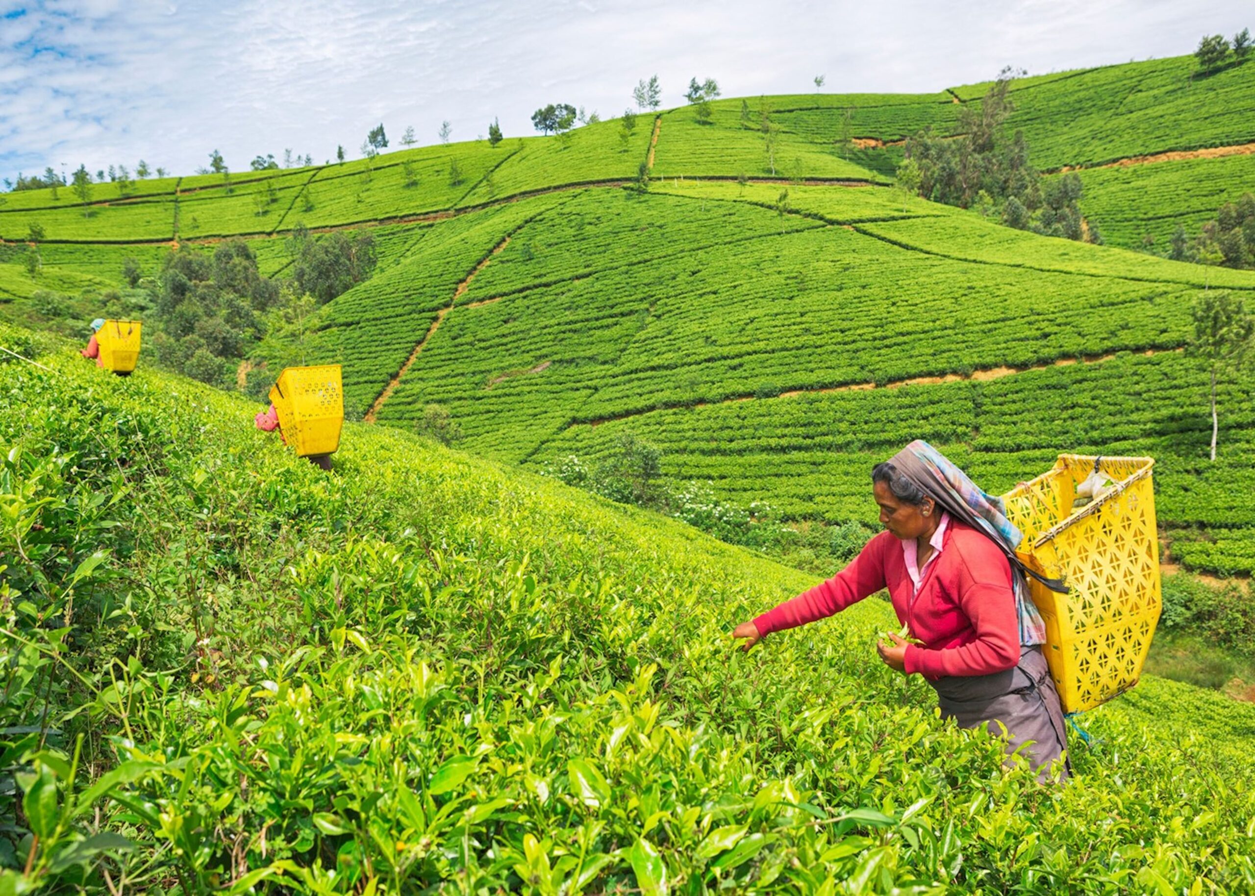 Nuwara Eliya